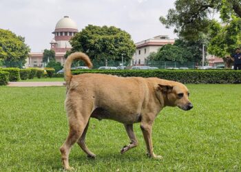 Supreme Court Tightens Oversight on Stray Dog Management Across India