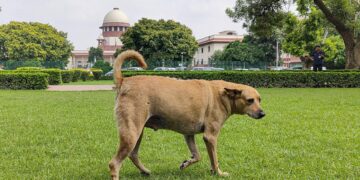 Supreme Court Tightens Oversight on Stray Dog Management Across India