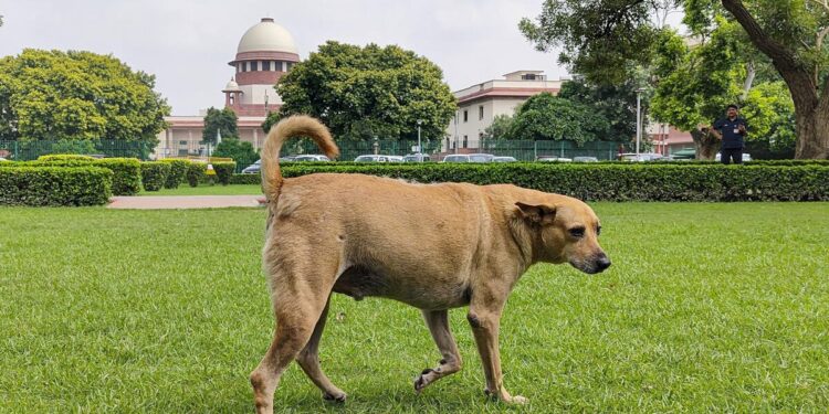 Supreme Court Tightens Oversight on Stray Dog Management Across India