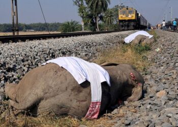 Rajdhani Express Tragedy in Assam: High-Speed Train Derails After Fatal Elephant Collision, Passengers Safe