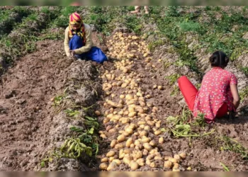 Farmers Face Falling Potato Prices; Distress Deepens in Rural Markets
