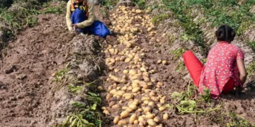 Farmers Face Falling Potato Prices; Distress Deepens in Rural Markets