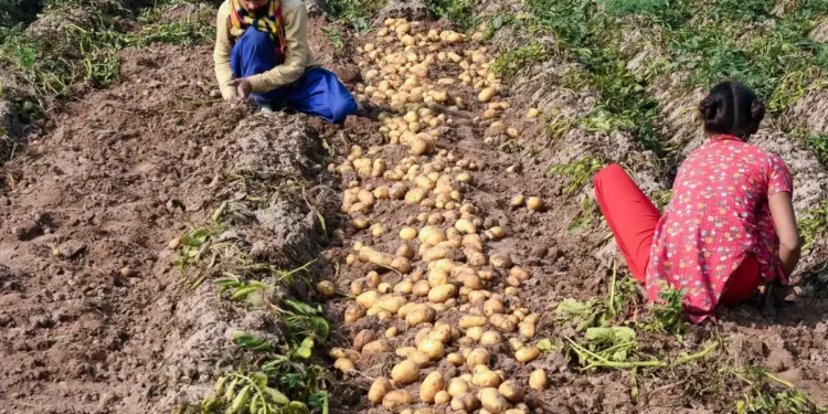 Farmers Face Falling Potato Prices; Distress Deepens in Rural Markets