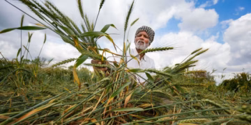 Unseasonal Rains Threaten Rabi Crops, Raise Concerns for Farmers